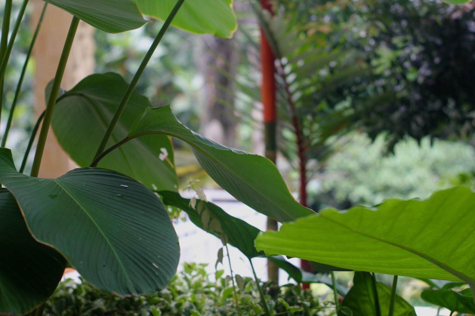 Hanaka Riverside Ubud Εξωτερικό φωτογραφία